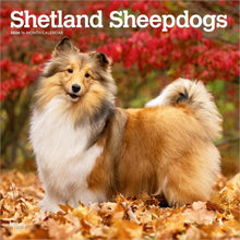 Load image into Gallery viewer, Browntrout Shetland Sheepdogs 2026 12 x 12 Wall Calendar
