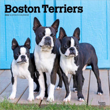 Load image into Gallery viewer, Browntrout Boston Terriers 2026 12 x 12 Wall Calendar
