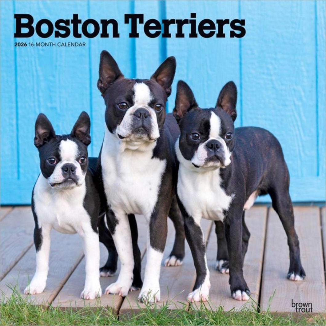 Browntrout Boston Terriers 2026 12 x 12 Wall Calendar