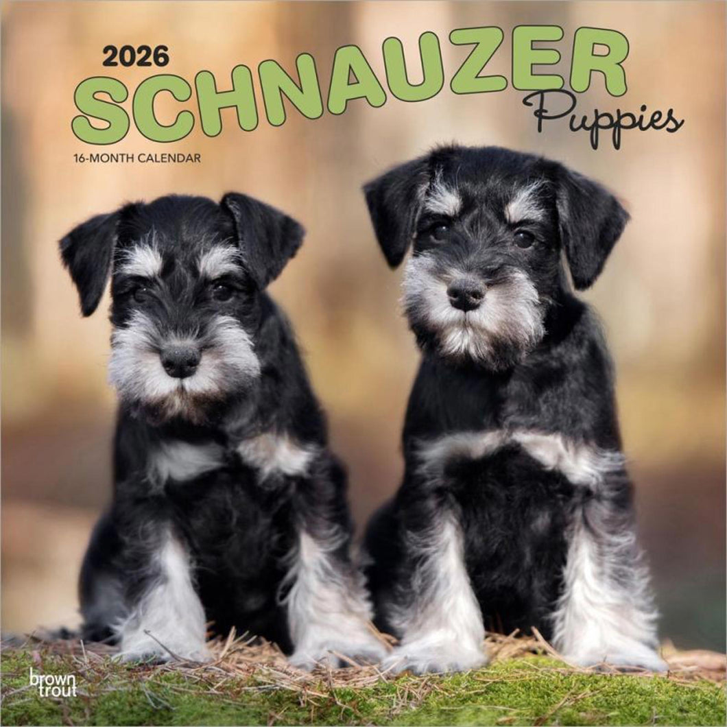 Browntrout Schnauzer Puppies 2026 12 x 12 Wall Calendar