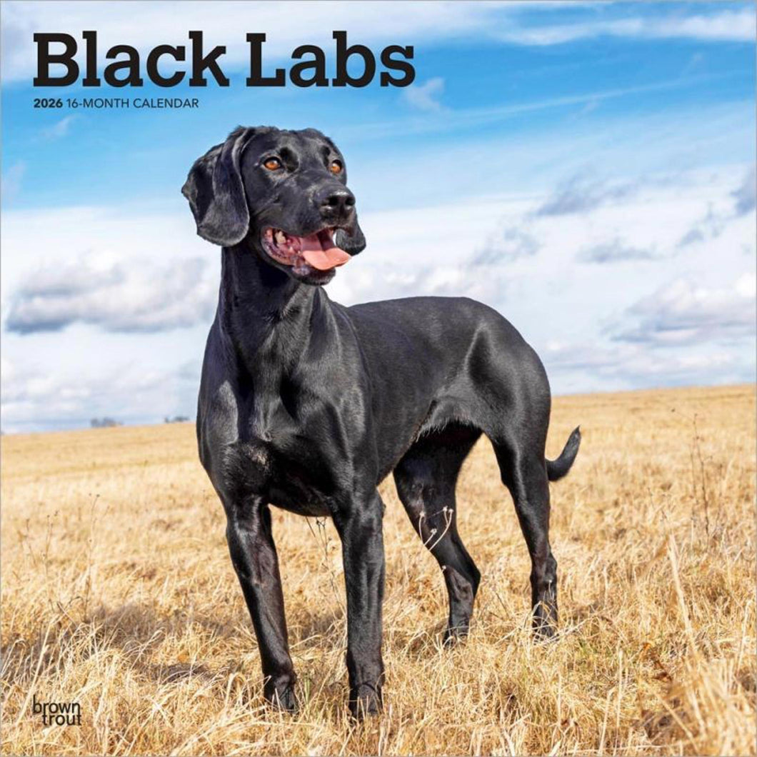 Browntrout Black Labrador Retrievers 2026 12 x 12 Wall Calendar