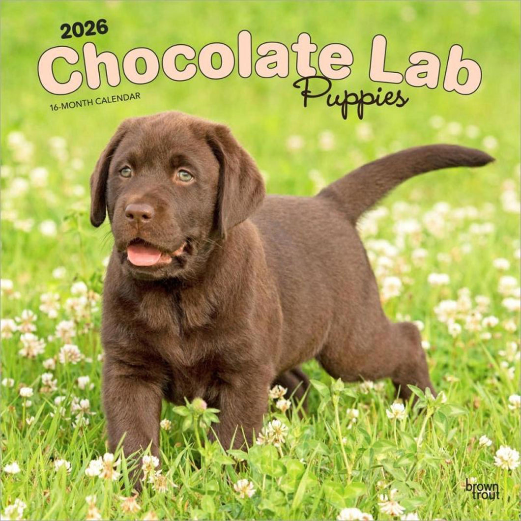 Browntrout Chocolate Labrador Retriever Puppies 2026 12 x 12 Wall Calendar