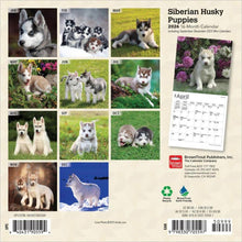 Load image into Gallery viewer, Browntrout Siberian Husky Puppies 2026 7 x 7 Mini Calendar
