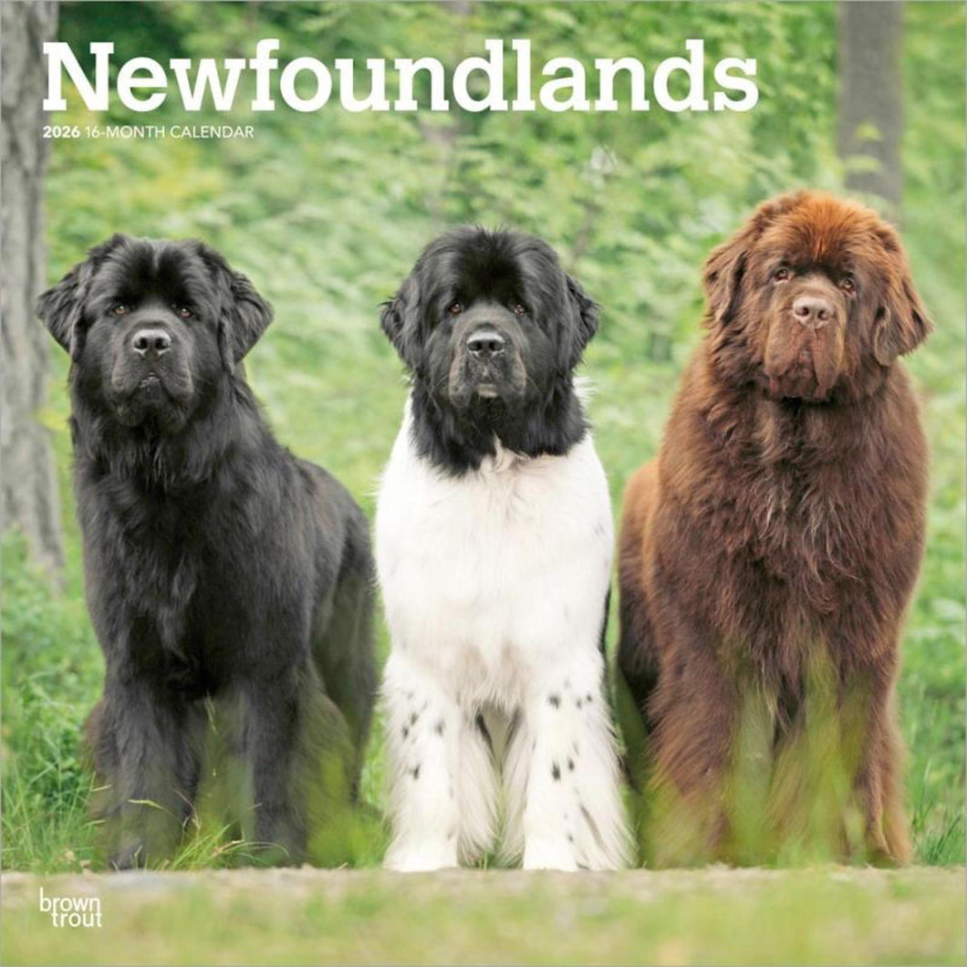 Browntrout Newfoundlands 2026 12 x 12 Wall Calendar