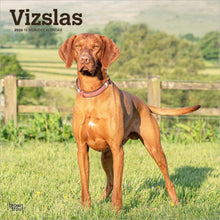 Load image into Gallery viewer, Browntrout Vizslas 2026 12 x 12 Wall Calendar
