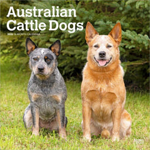 Load image into Gallery viewer, Browntrout Australian Cattle Dogs 2026 12 x 12 Wall Calendar
