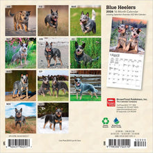 Load image into Gallery viewer, Browntrout Blue Heelers 2026 7 x 7 Mini Calendar
