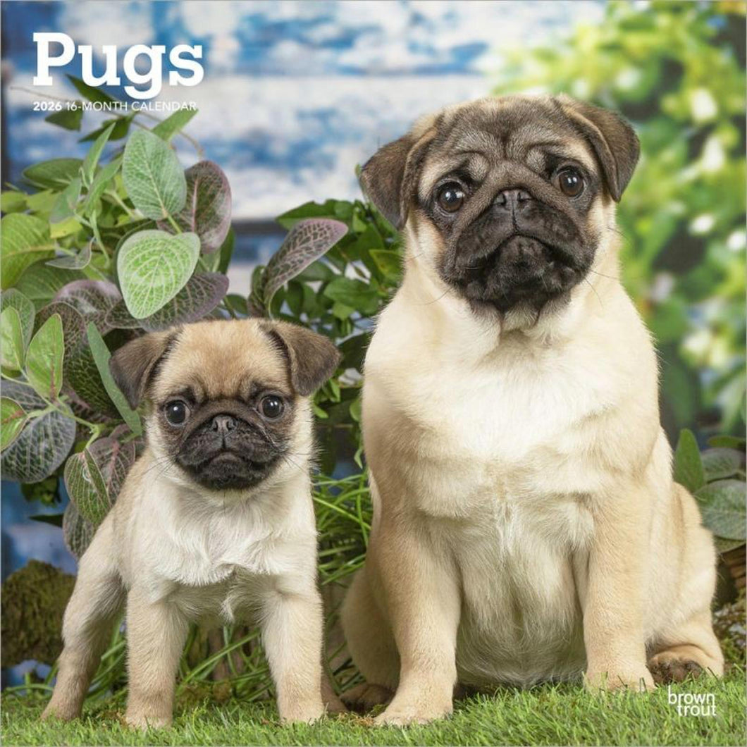 Browntrout Pugs 2026 12 x 12 Wall Calendar