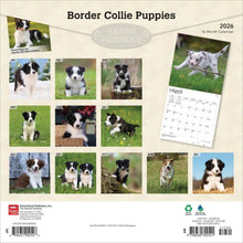 Load image into Gallery viewer, Browntrout Border Collie Puppies 2026 12 x 12 Wall Calendar
