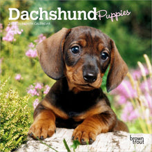 Load image into Gallery viewer, Browntrout Dachshund Puppies 2026 7 x 7 Mini Calendar
