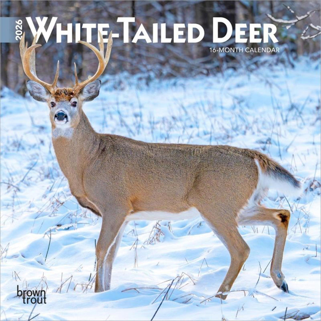 Browntrout White Tailed Deer 2026 7 x 7 Mini Calendar