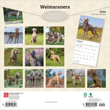 Load image into Gallery viewer, Browntrout Weimaraners 2026 12 x 12 Wall Calendar
