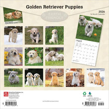 Load image into Gallery viewer, Browntrout Golden Retriever Puppies 2026 12 x 12 Wall Calendar
