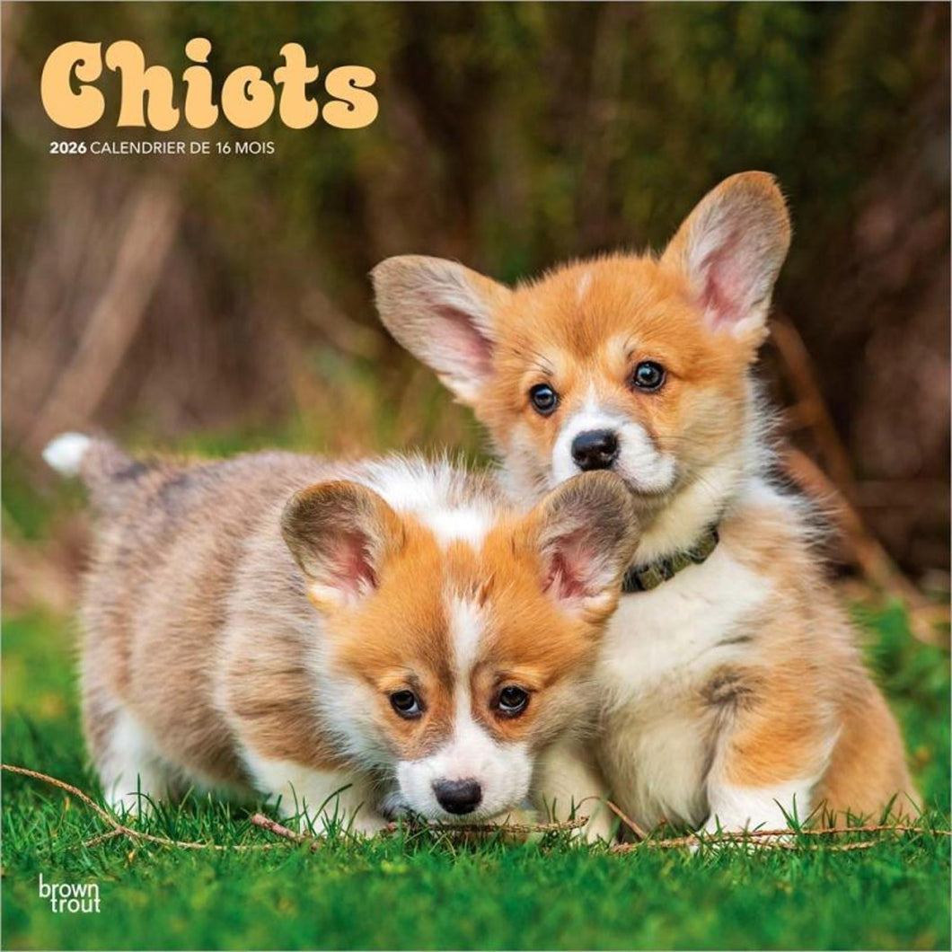 Browntrout Chiots 2026 12 x 12 Wall Calendar