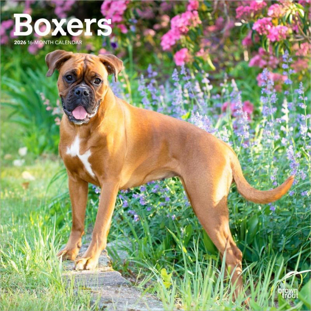 Browntrout Boxers International Edition 2026 12 x 12 Wall Calendar