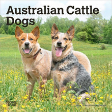 Load image into Gallery viewer, Browntrout Australian Cattle Dogs 2026 7 x 7 Mini Calendar

