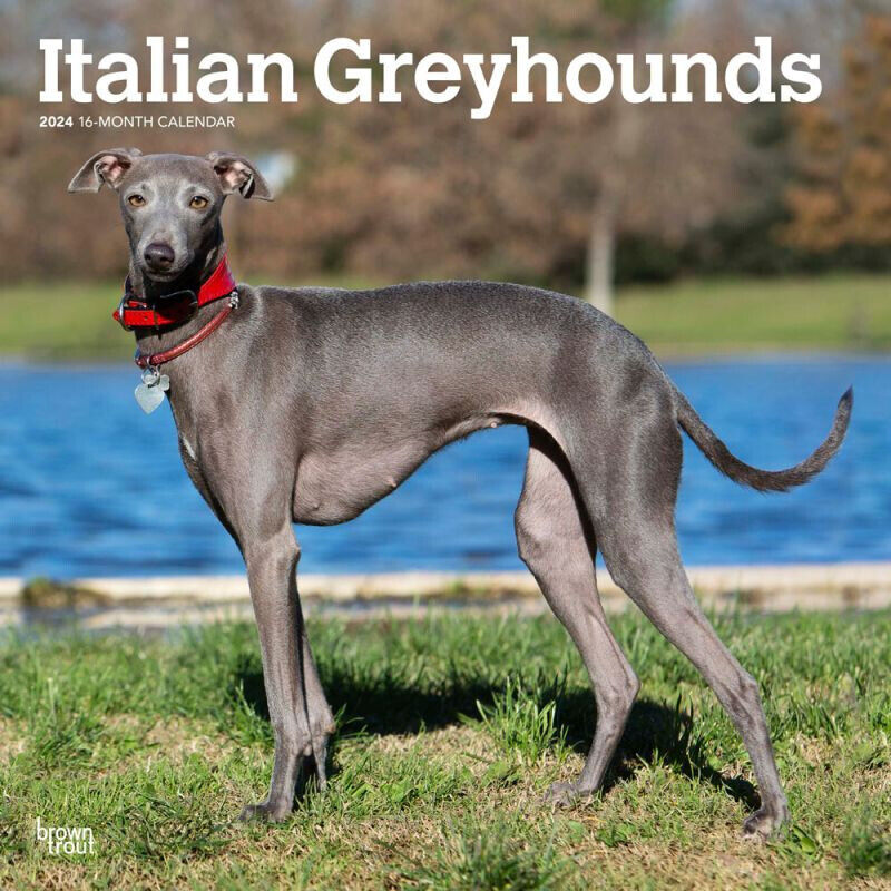 Browntrout Italian Greyhounds 2024 12 x 12 Wall Calendar