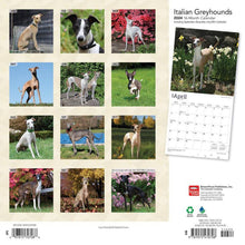 Load image into Gallery viewer, Browntrout Italian Greyhounds 2024 12 x 12 Wall Calendar
