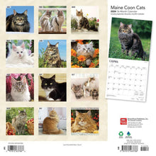 Load image into Gallery viewer, Browntrout Maine Coon Cats 2024 12 x 12 Wall Calendar
